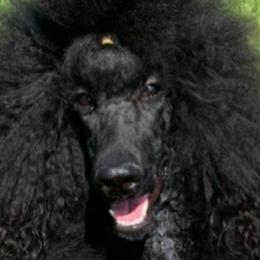 Poodles from Jumelage Standard Poodles