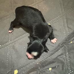 Trixie - Black & white female Miniature Australian Shepherd puppy in Stuart, Iowa from Arbor Hill Aussies