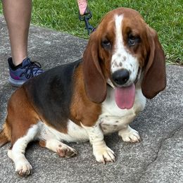 Rosie - Basset Hound