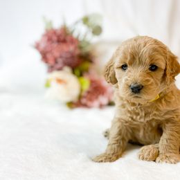 Goldendoodle Puppies from Mumzee Doodles