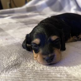 7th Born Black & Cream Female - Black and cream Dachshund puppy in Rochester, Washington from Curtiss Dachshunds