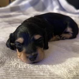 7th Born Black & Cream Female - Black and cream Dachshund puppy in Rochester, Washington from Curtiss Dachshunds