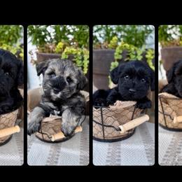 Miniature Schnauzer puppies from Hillside Kennels