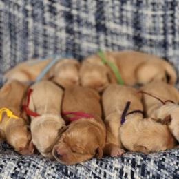 Louisa - Golden female Golden Retriever puppy in Payette, Idaho from Stonewick Retrievers