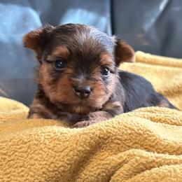Yorkshire Terrier puppies from Perseverance Dell