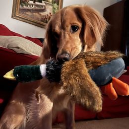 Pandora - Golden Retriever