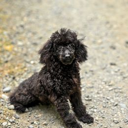 Cavapoo, Cockapoo, and Poodle Puppies from Heavenly Puppies to Love
