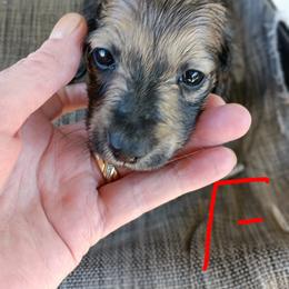 Dachshund Puppies from Bailey's Dachshunds