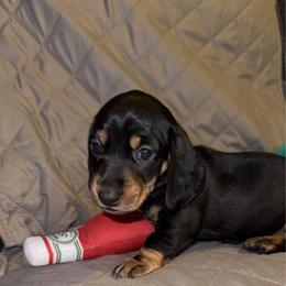 Moose tracks (Red collar) - Black and tan male Dachshund puppy in Turlock, California from Dandelion Dachshund