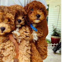 Cockapoos from Luvin Fur Babies
