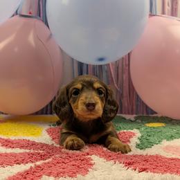 Dachshund Puppies from Hot Diggity Doxies of Dothan