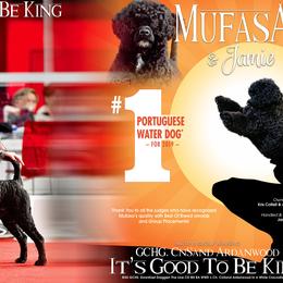 Portuguese Water Dogs from CnSand Portuguese Water Dogs