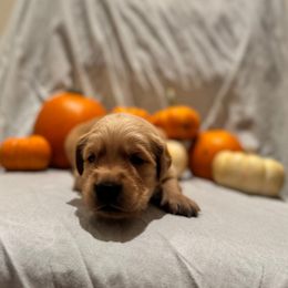 Casper - Golden male Golden Retriever puppy in Escondido, California from Sandy Acres Golden Retrievers