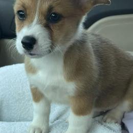 American Corgis and Pembroke Welsh Corgis from Circle D Corgis