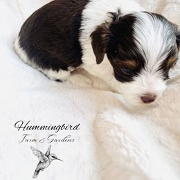 Yorkshire Terrier Puppies from Hummingbird Farm & Gardens