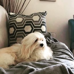 Forrest - Havanese