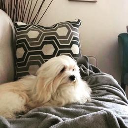 Forrest - Havanese