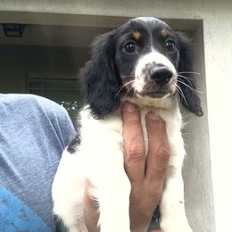 Dachshund Puppies from Miami piebald Dapple Dachshunds