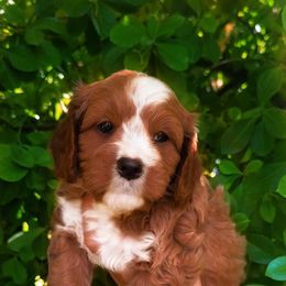 Brian - Red male Cavapoo puppy in Salt Lake City, Utah from SunnySide Mini Doodles