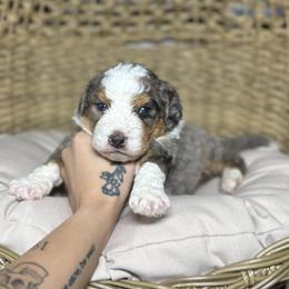 SAVAGE - Tri-color male Bernedoodle puppy in Corpus Christi, Texas from The Henke Doodles