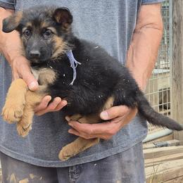 Boy 3 Blue - Black and tan male German Shepherd puppy in Lake George, Colorado from High Country German Shepherds
