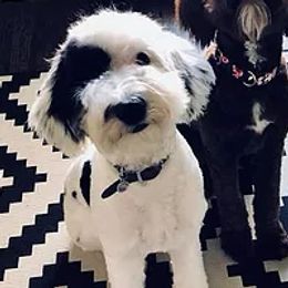 Aussiedoodles from Crystal Creek Doodles