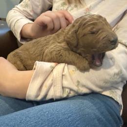 Green Collar - Red  male Poodle puppy in Orange, Connecticut from Shamrock’s Poodles
