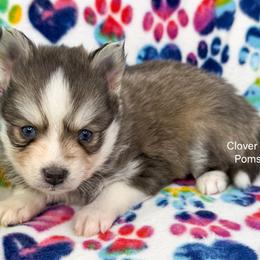 Billings - Blue male Pomsky puppy in Sheffield, Iowa from Clover Ridge Pomskies
