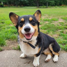 Shia - Pembroke Welsh Corgi