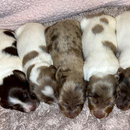 Dachshund Puppies from Whitesboro Dachshund