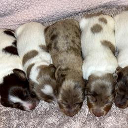 Dachshund Puppies from Whitesboro Dachshund