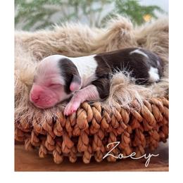 Girl 3 - Phantom female Goldendoodle puppy in Woodland Hills, Utah from The Fairy Paw Mother
