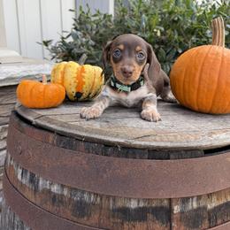 Dachshund Puppies from Thomas Homestead and Rabbitry