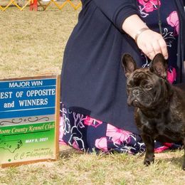 French Bulldog All Grown Up from Winsome French Bulldogs