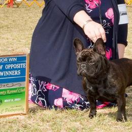 French Bulldog All Grown Up from Winsome French Bulldogs