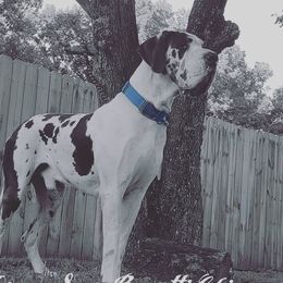 Gotti - Great Dane