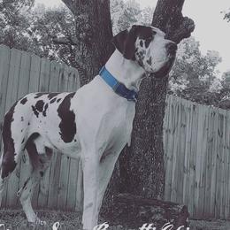 Gotti - Great Dane