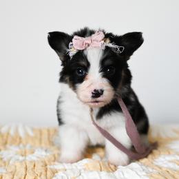 Motley - Black and tan female Pembroke Welsh Corgi puppy in Mona, Utah from Sorensen Corgis