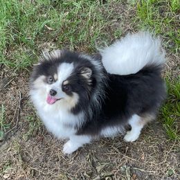 Penny - Pomeranian