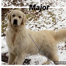 Major - Golden Retriever