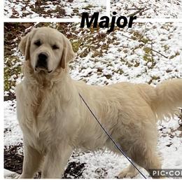 Major - Golden Retriever