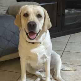 Violet - Yellow female Labrador Retriever puppy in Taylor, Texas from Faithful Labs