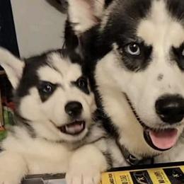Siberian Huskies from WolfPack