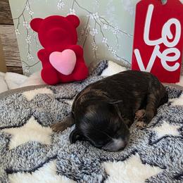Ross ( red collar) - Black and tan male Schnoodle puppy in Novinger, Missouri from Stormi Sky Schnoodles