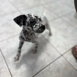 Zorri - White and black female Dalmatian puppy in Fort Cavasos, Texas from Mainstreet Dalmation