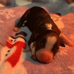 Boy 2 - Black tri-color male Australian Shepherd puppy in Powhatan, Virginia from Ohana Amstaffs and Aussies
