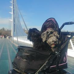 Bergamasco Sheepdog Puppies from Spellbound Bergamascos