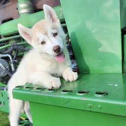 Boy 1 - Red and white male Siberian Husky puppy in Fairborn, Ohio from Haven of Free Spirits