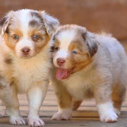 Miniature Australian Shepherds and Toy Australian Shepherds from Riverbark