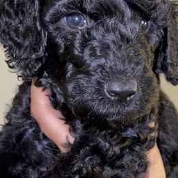 Poodle Puppies from Almighty Poodles